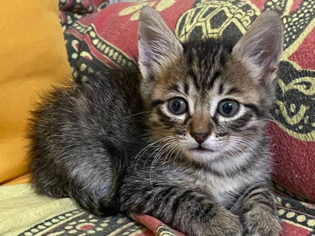 Adozione gatto, femmina, Razza sconosciuta Razza sconosciuta, 2 mesi, taglia non valida, Bologna