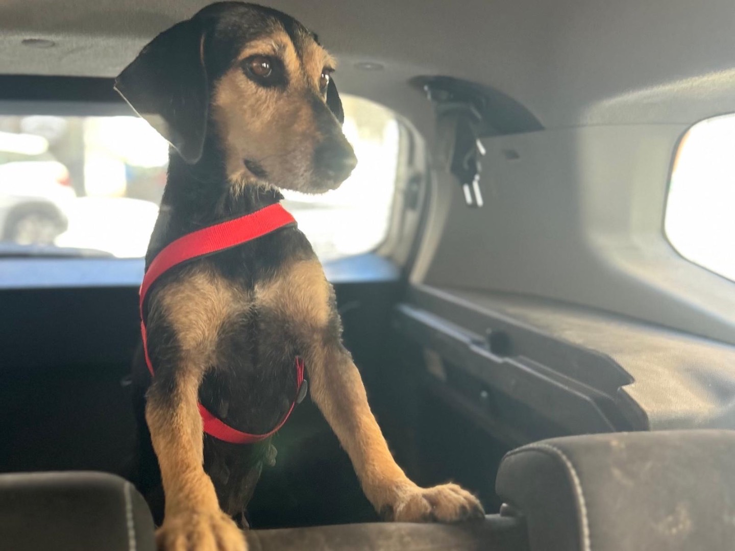 Adozione cane, femmina, Bassotto Razza sconosciuta, 2 anni e 8 mesi, taglia piccola, Siracusa