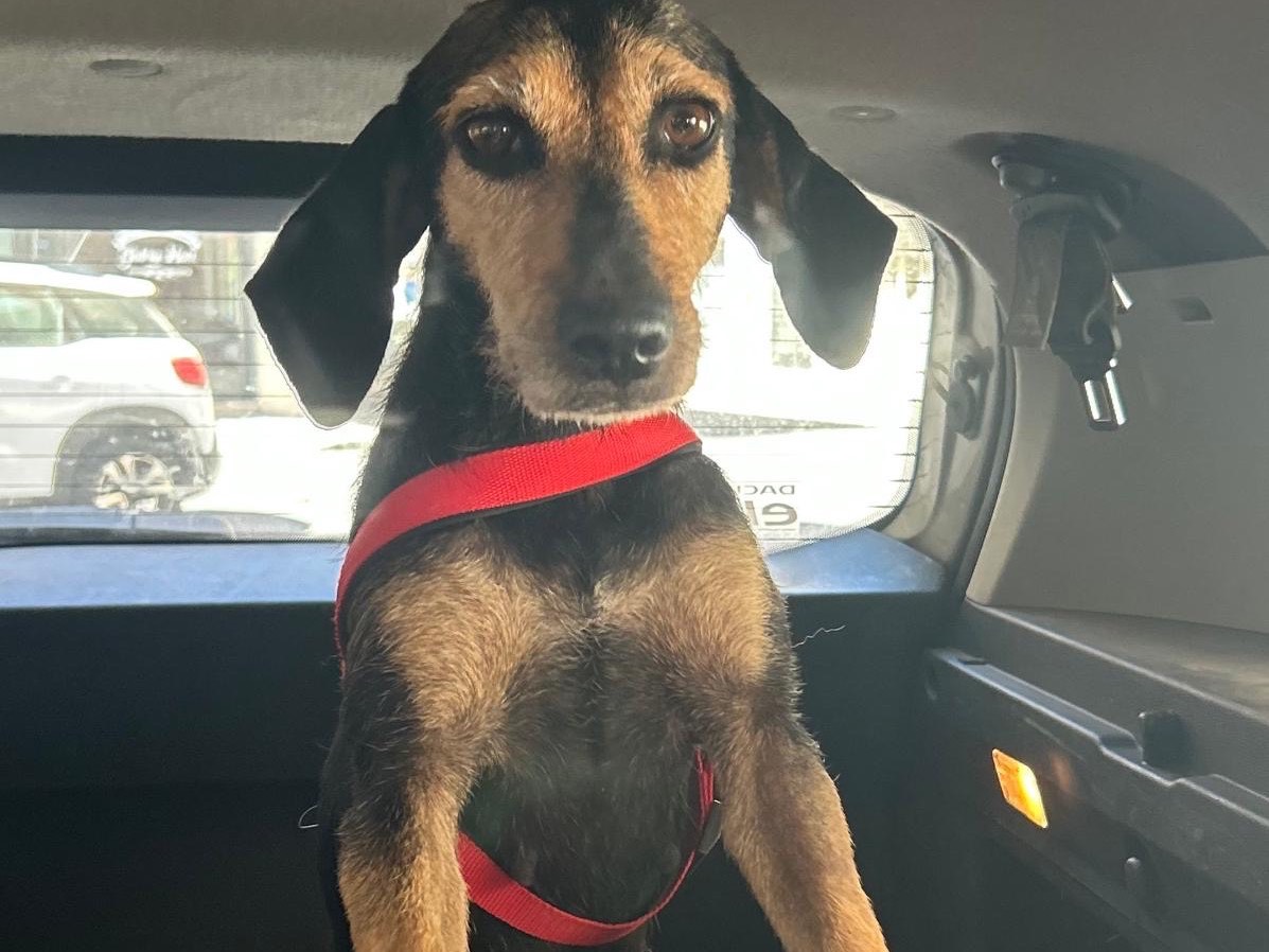 Vuoi adottare un cane a Siracusa?