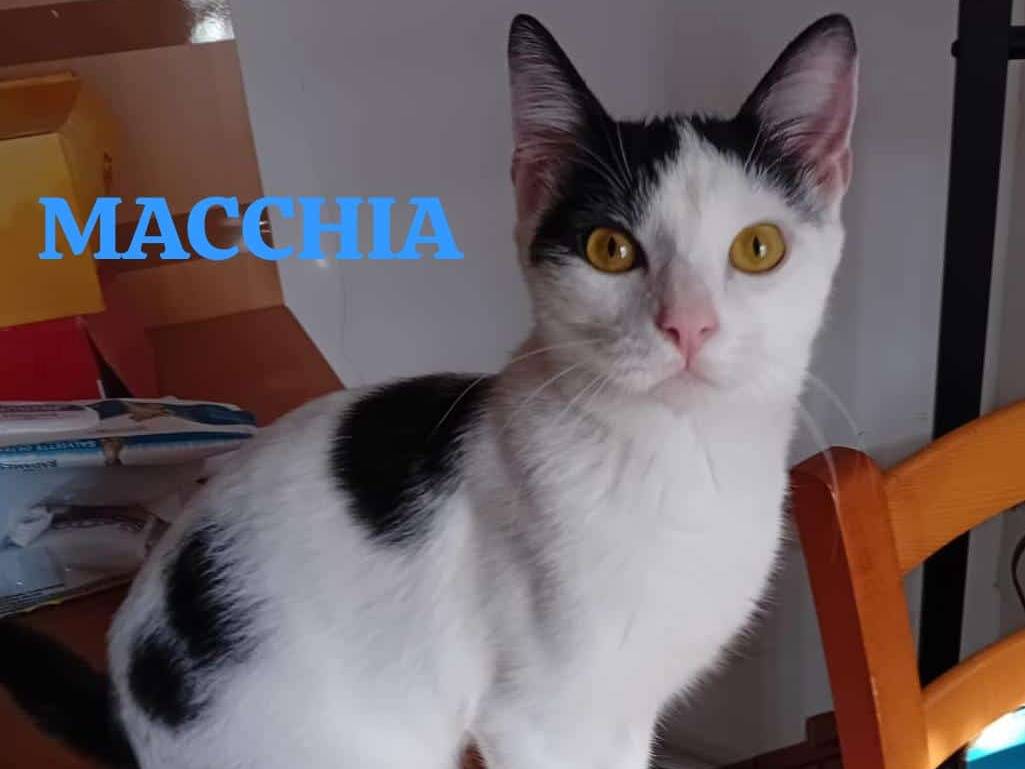 Adozione gatto, maschio, Razza sconosciuta Razza sconosciuta, 5 mesi, taglia non valida, Modena