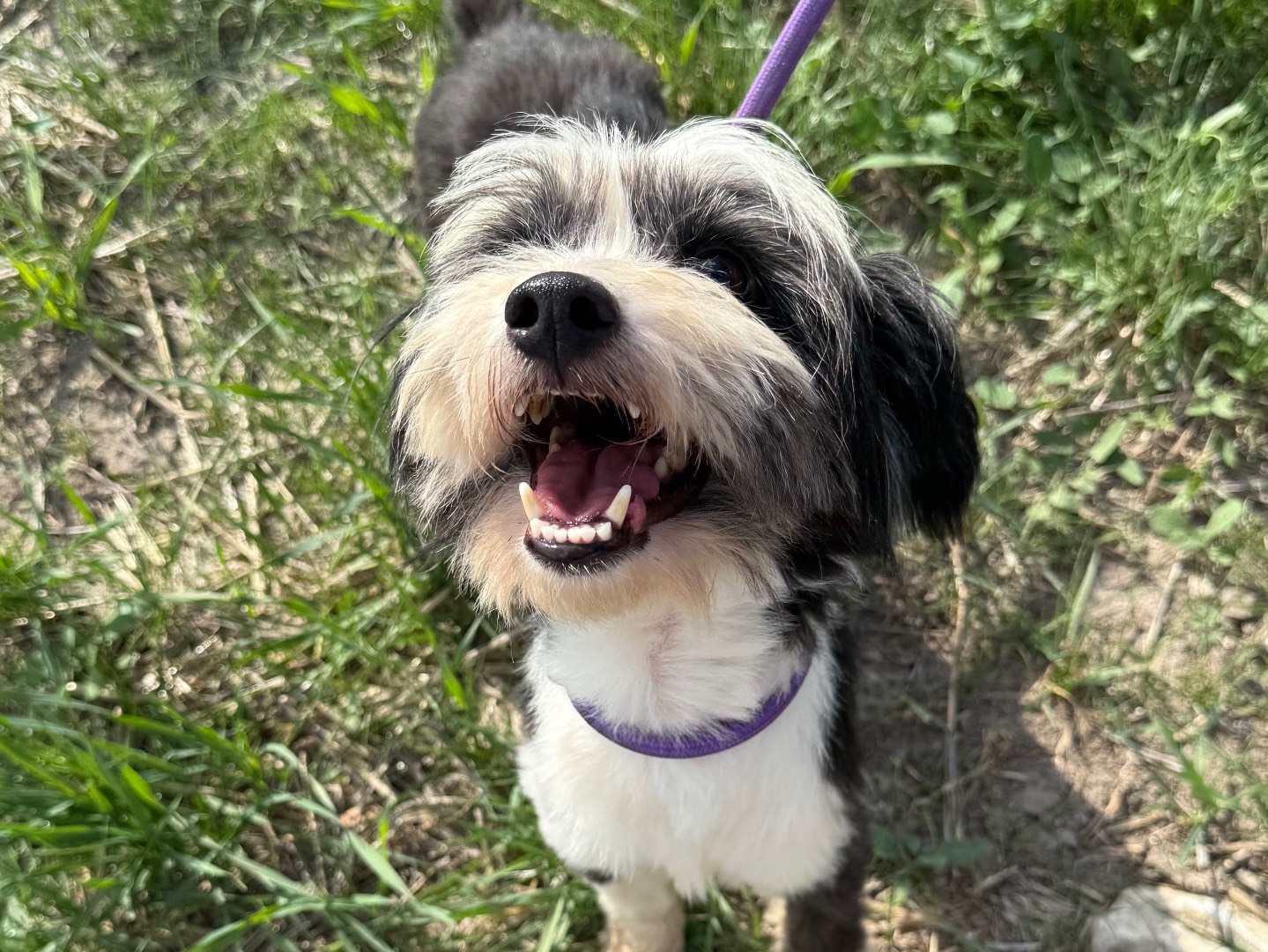 Adozione cane, maschio, Shih Tzu Razza sconosciuta, 5 anni, taglia piccola, Matera