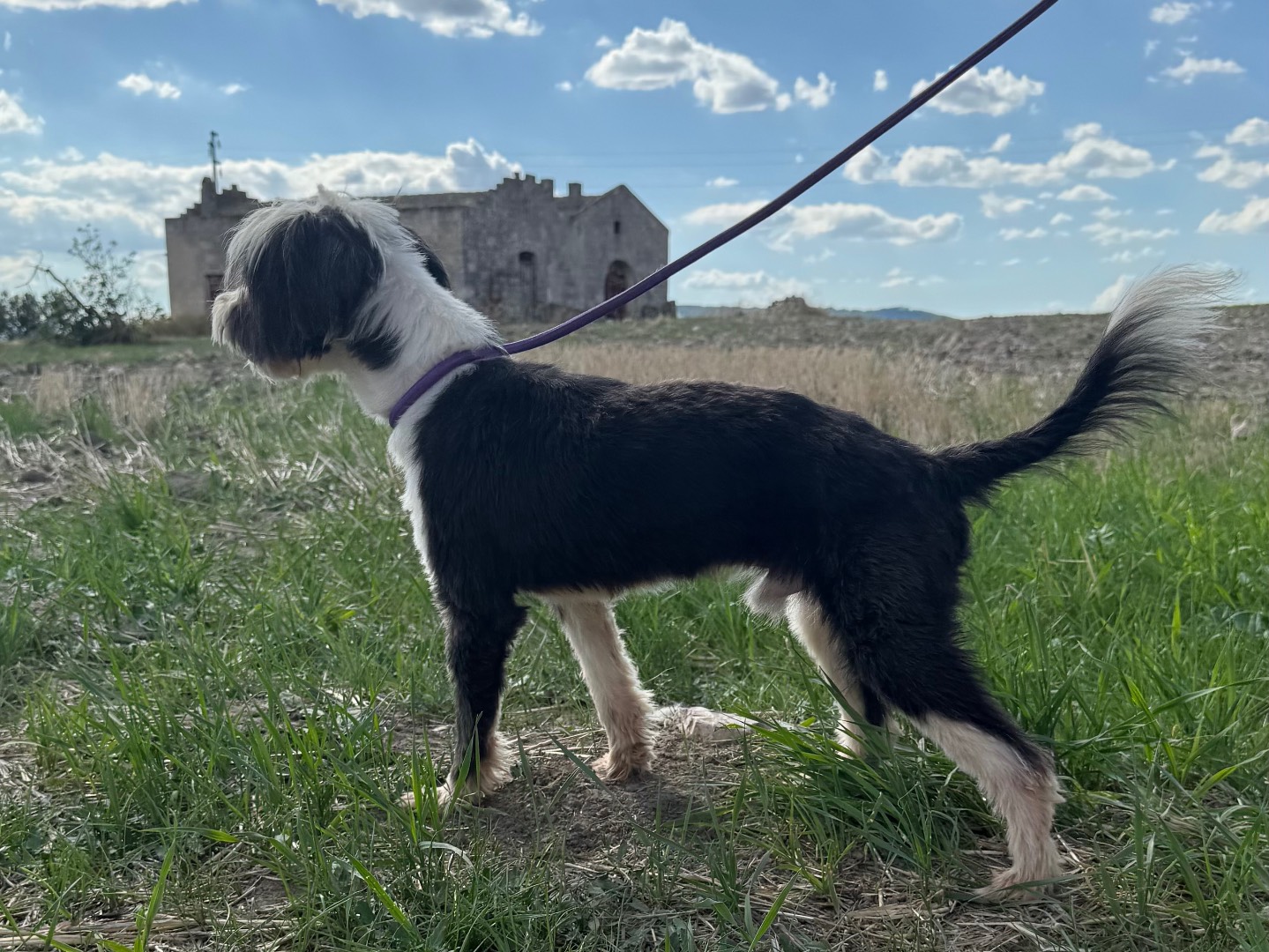 Adotta un cane, taglia piccola, maschio, Matera