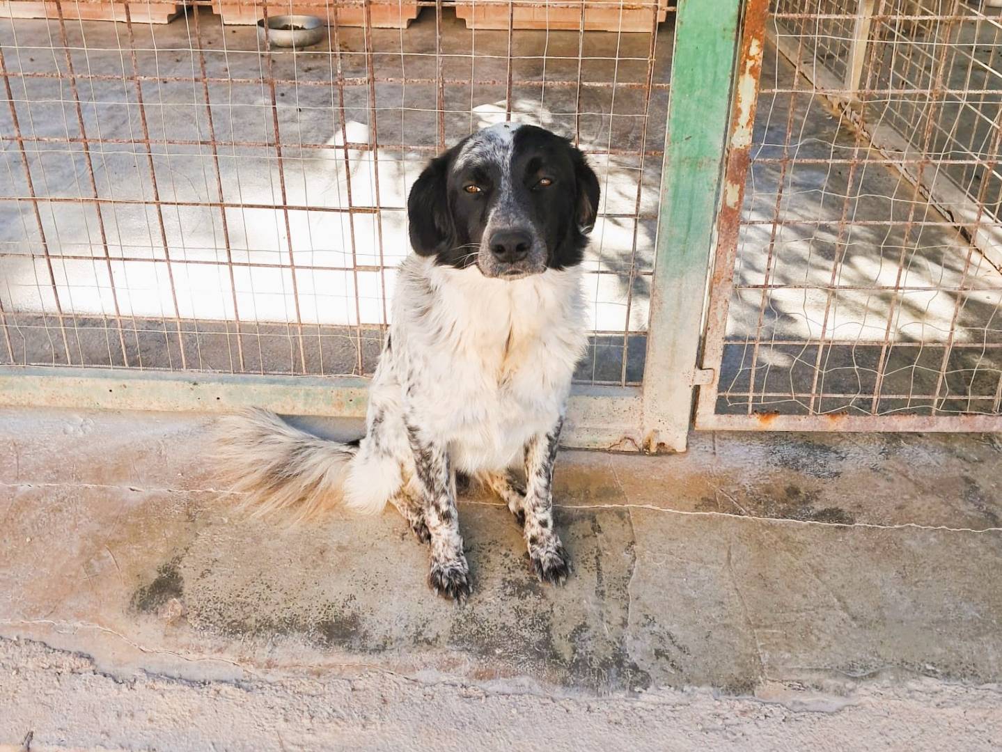 Adozione cane, femmina, Razza sconosciuta Razza sconosciuta, 1 anno e 9 mesi, taglia media, Vicenza