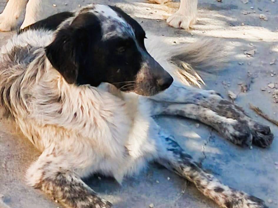 Adotta un cane, femmina, 1 anno e 9 mesi, Vicenza