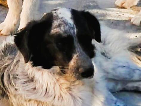 Adotta un cane, taglia media, femmina, Vicenza