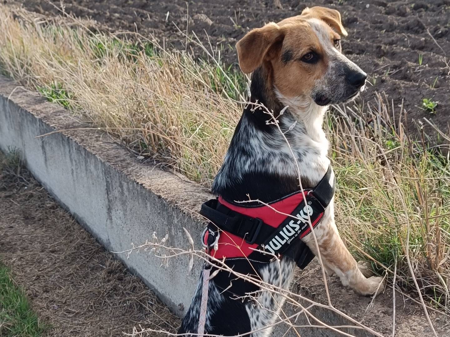 Adozione cane, maschio, Razza sconosciuta Razza sconosciuta, 7 mesi, taglia media contenuta, Benevento