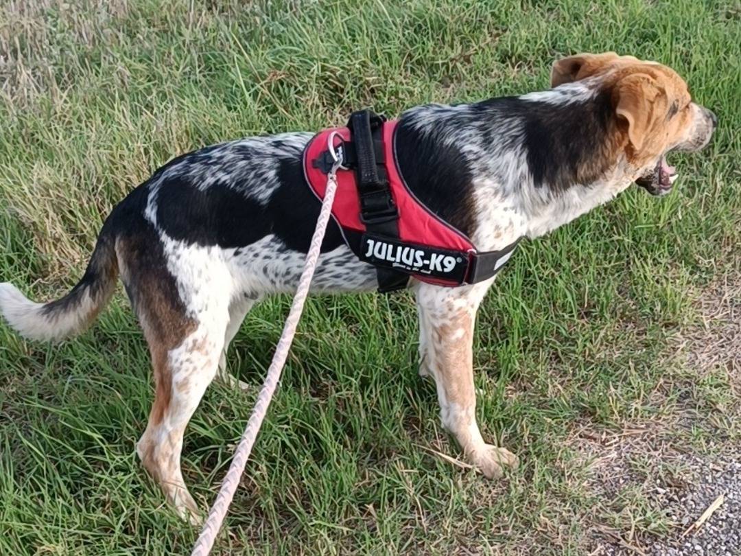 Vuoi adottare un cane a Benevento?