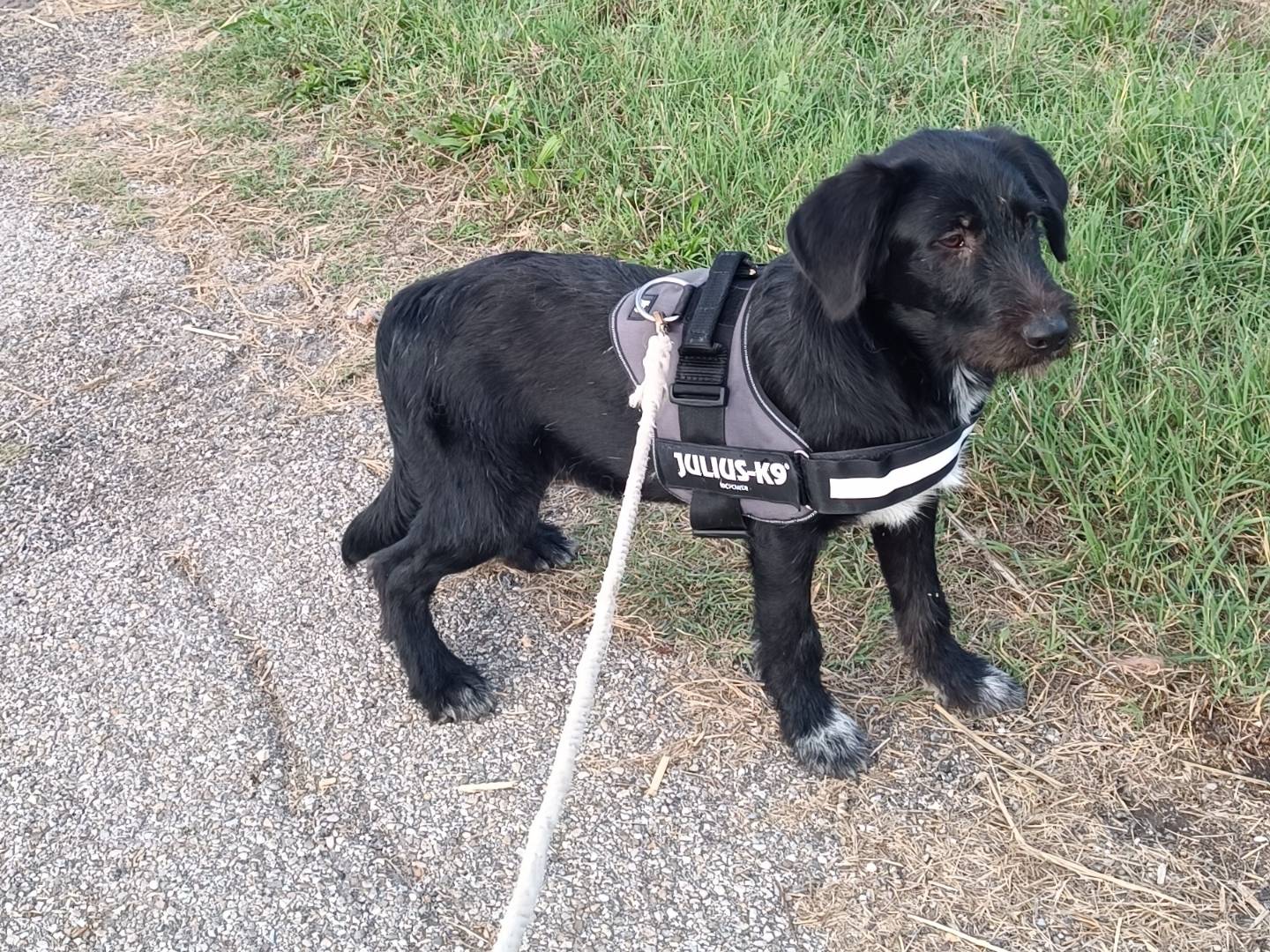 Adotta un cane, maschio, 7 mesi, Benevento