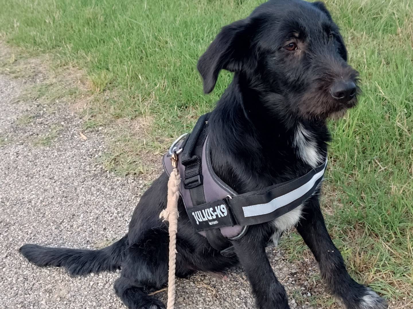 Adotta un cane, taglia media contenuta, maschio, Benevento