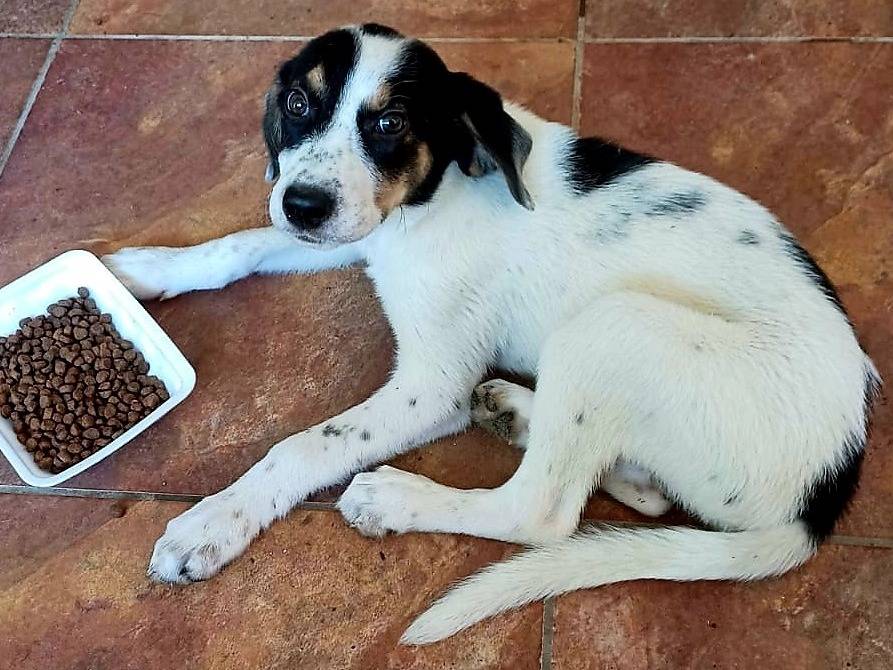 Vuoi adottare un cane a Caserta?