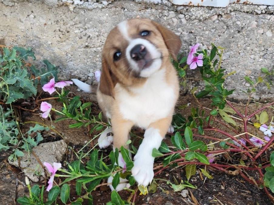 Vuoi adottare un cane a Caserta?