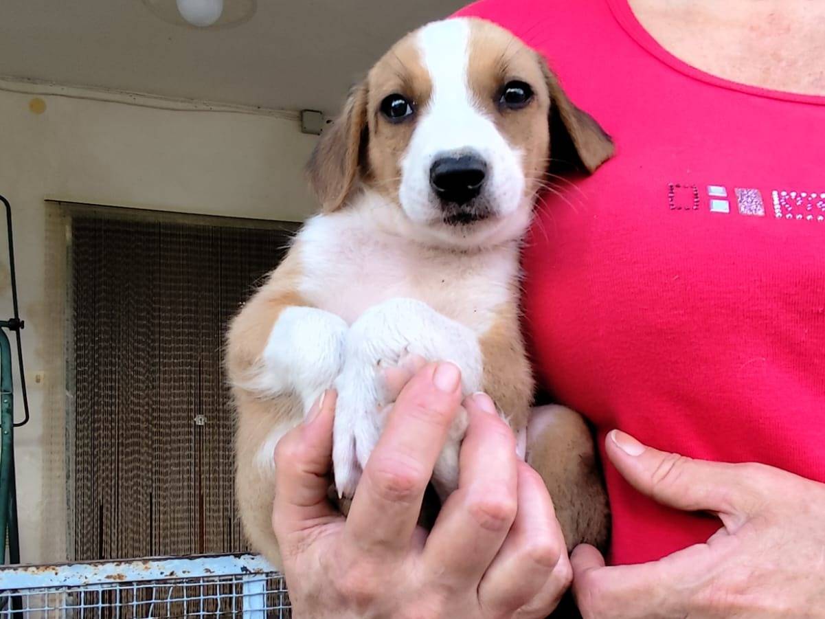Adozione cane, maschio, Segugio Razza sconosciuta, 4 mesi, taglia media, Caserta