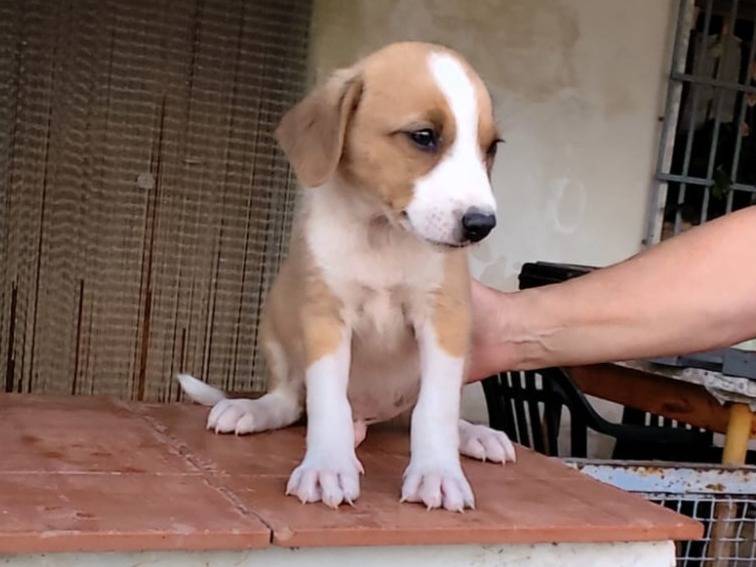 Adotta un cane, maschio, 4 mesi, Caserta