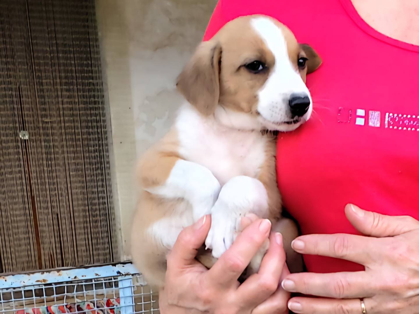 Adotta un cane, taglia media, maschio, Caserta