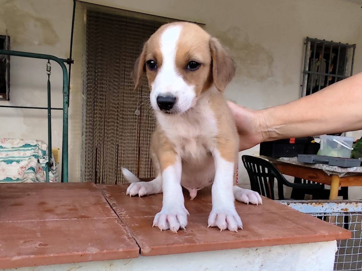 Vuoi adottare un cane a Caserta?