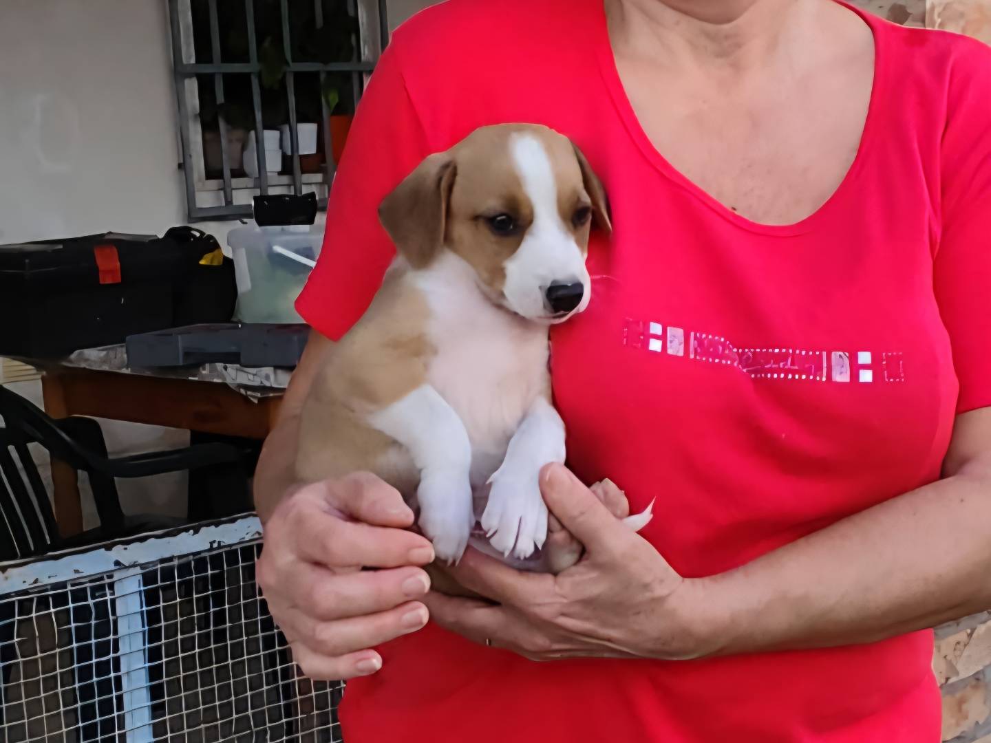 Adotta il cane Ironman a Caserta