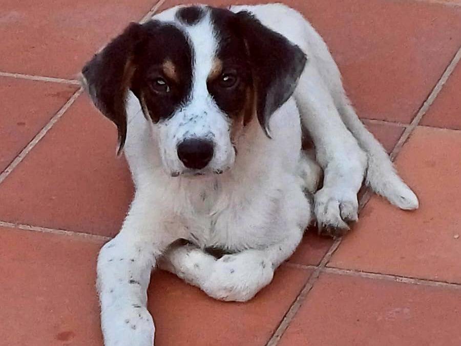 Foto 3 dell'animale
