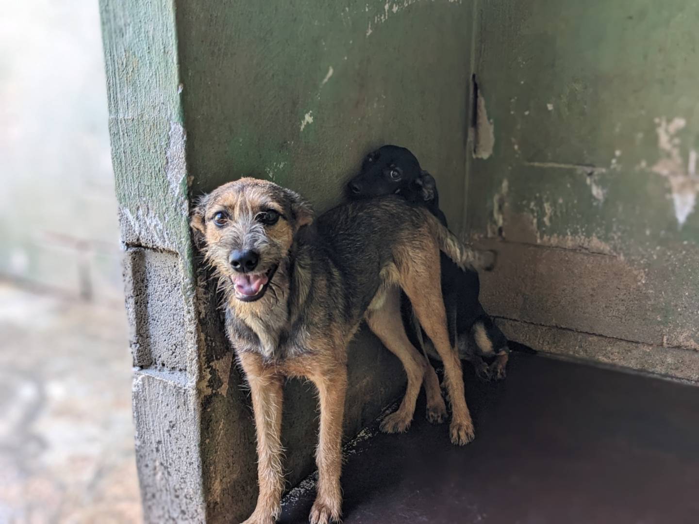 Adozione cane, maschio, Razza sconosciuta Razza sconosciuta, 8 mesi, taglia media contenuta, Caserta