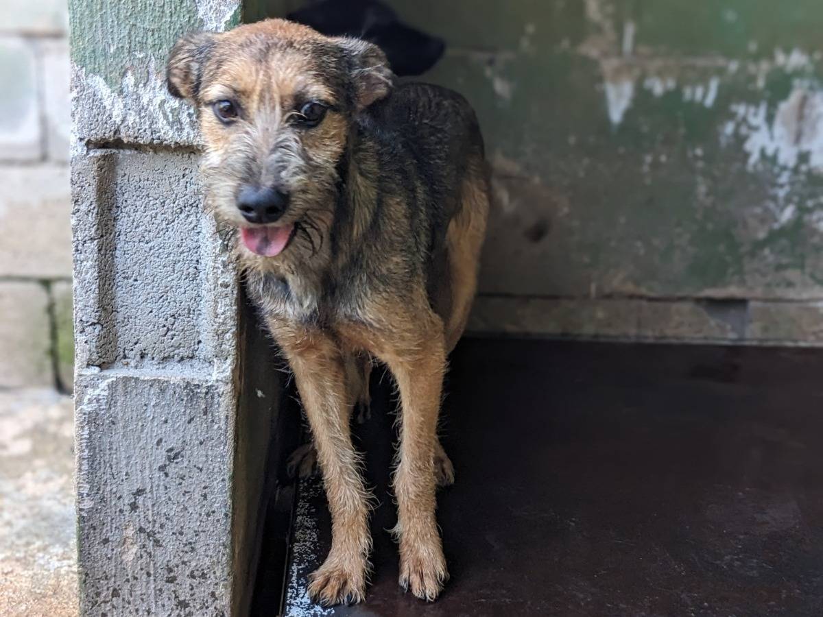 Adotta un cane, maschio, 8 mesi, Caserta