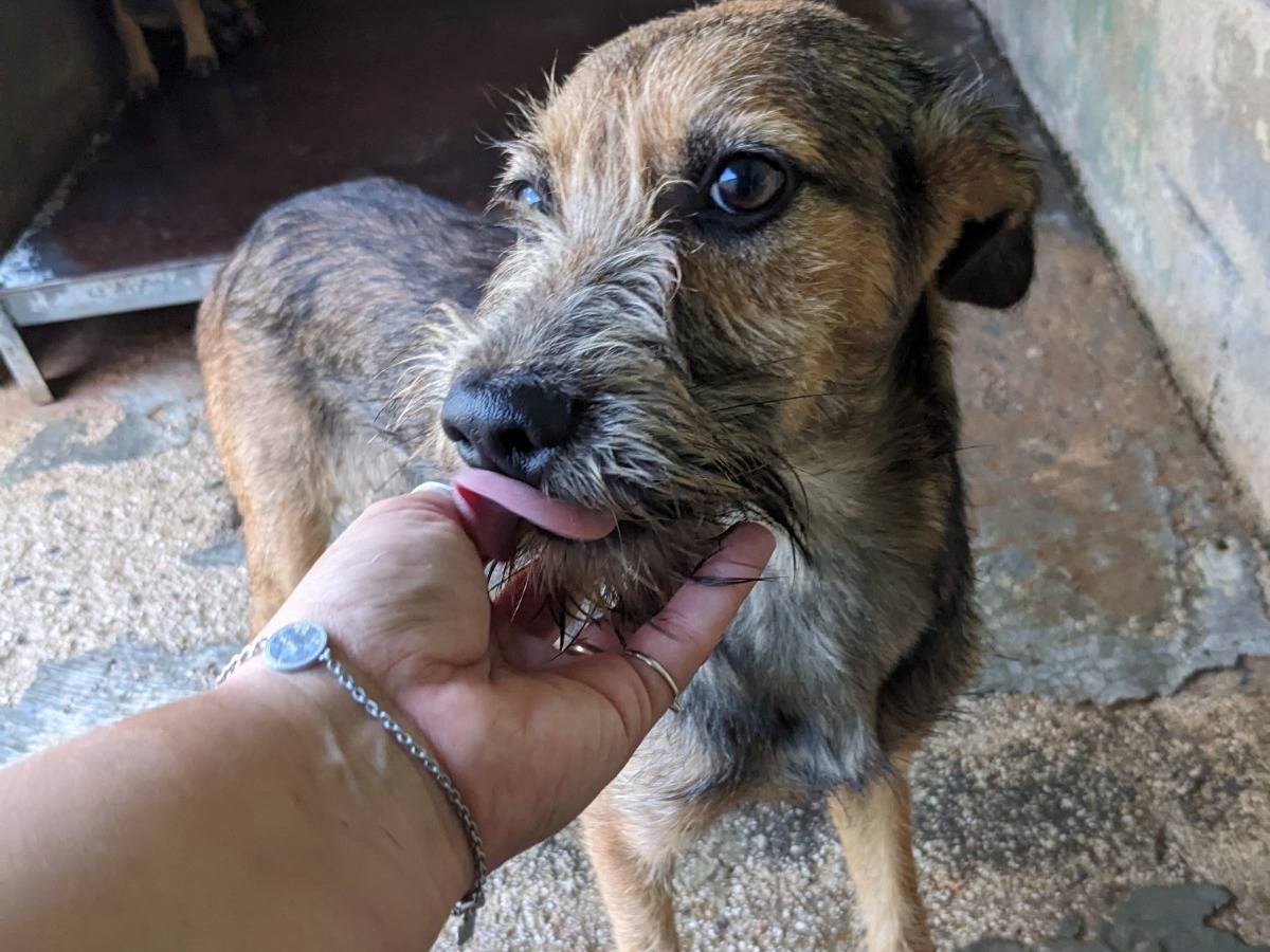 Adotta un cane, taglia media contenuta, maschio, Caserta