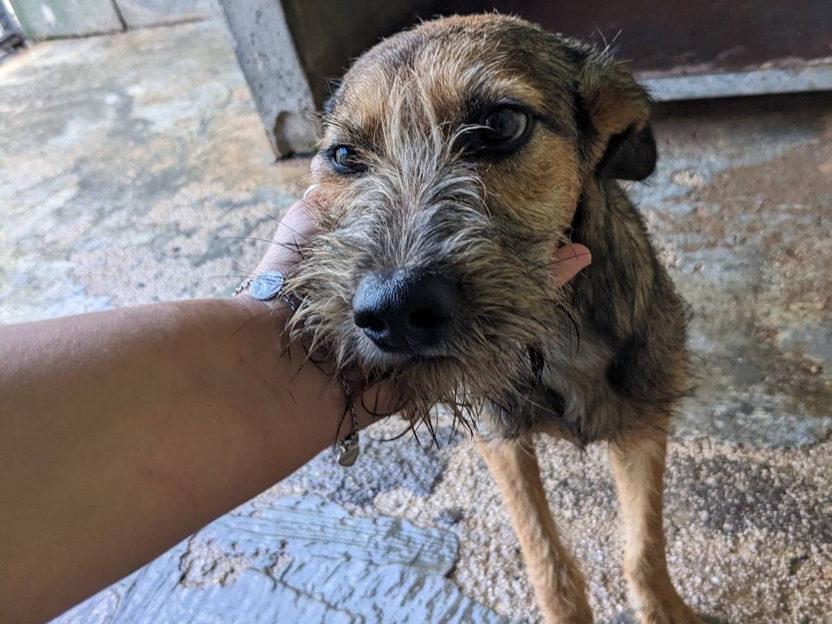 Vuoi adottare un cane a Caserta?