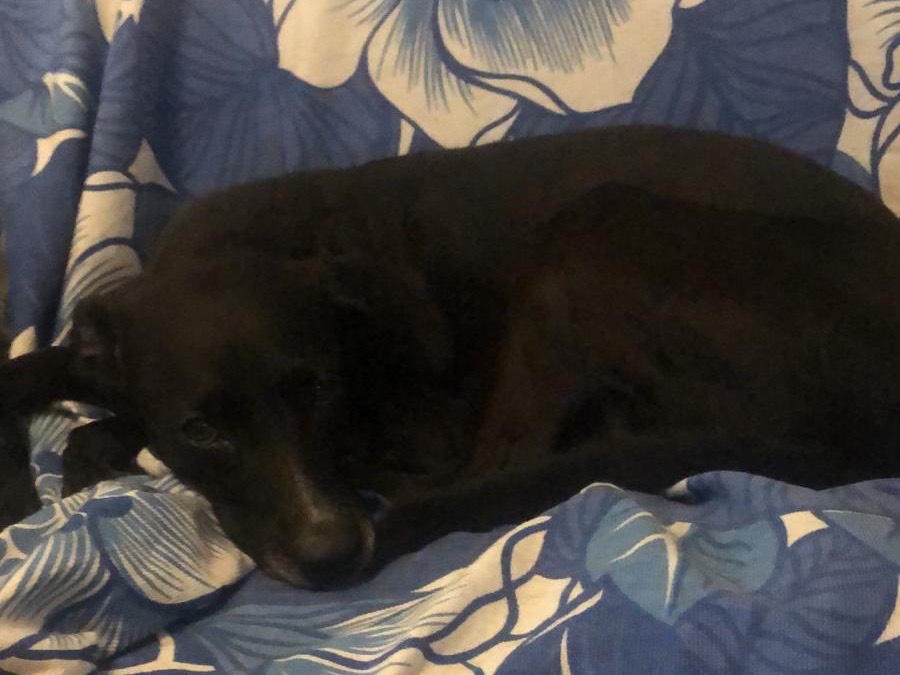 Adotta un cane, taglia media contenuta, femmina, Roma