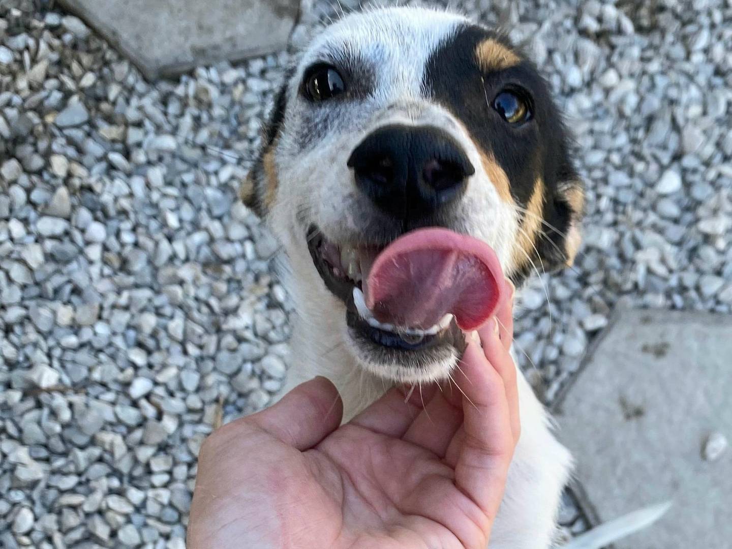 Adozione cane, maschio, Razza sconosciuta Razza sconosciuta, 4 mesi, taglia piccola, Teramo