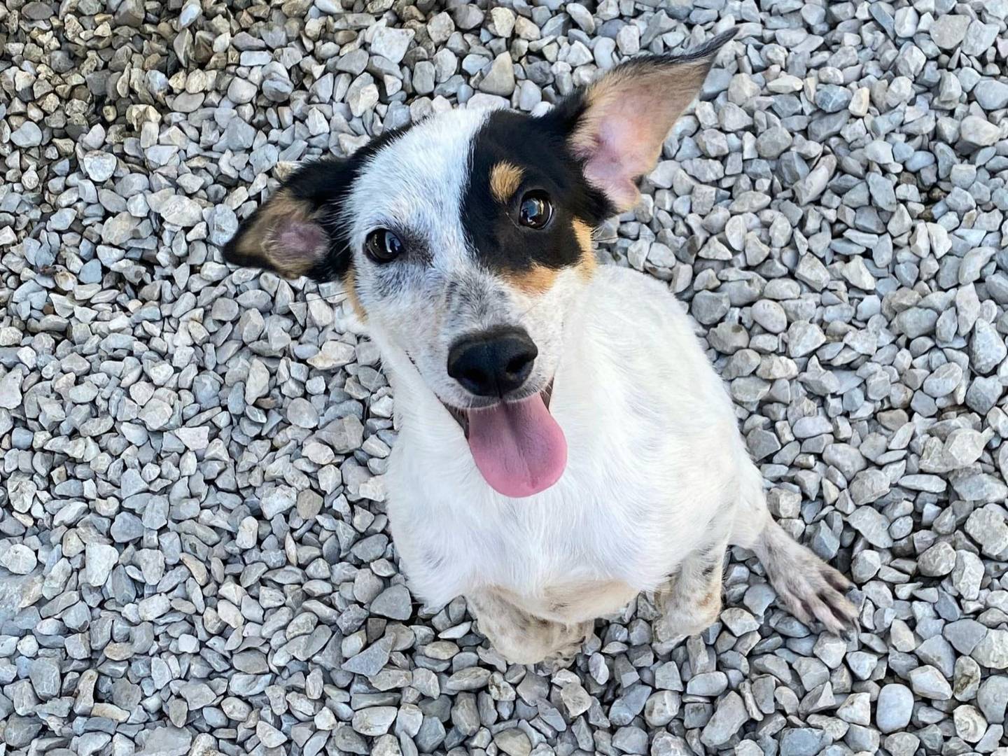 Adotta un cane, maschio, 4 mesi, Teramo