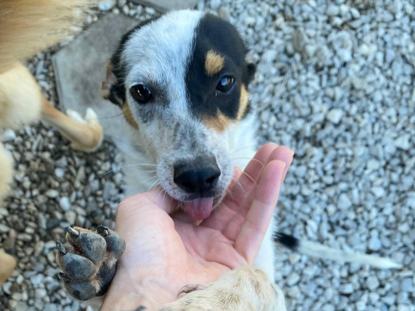 Adotta un cane, taglia piccola, maschio, Teramo
