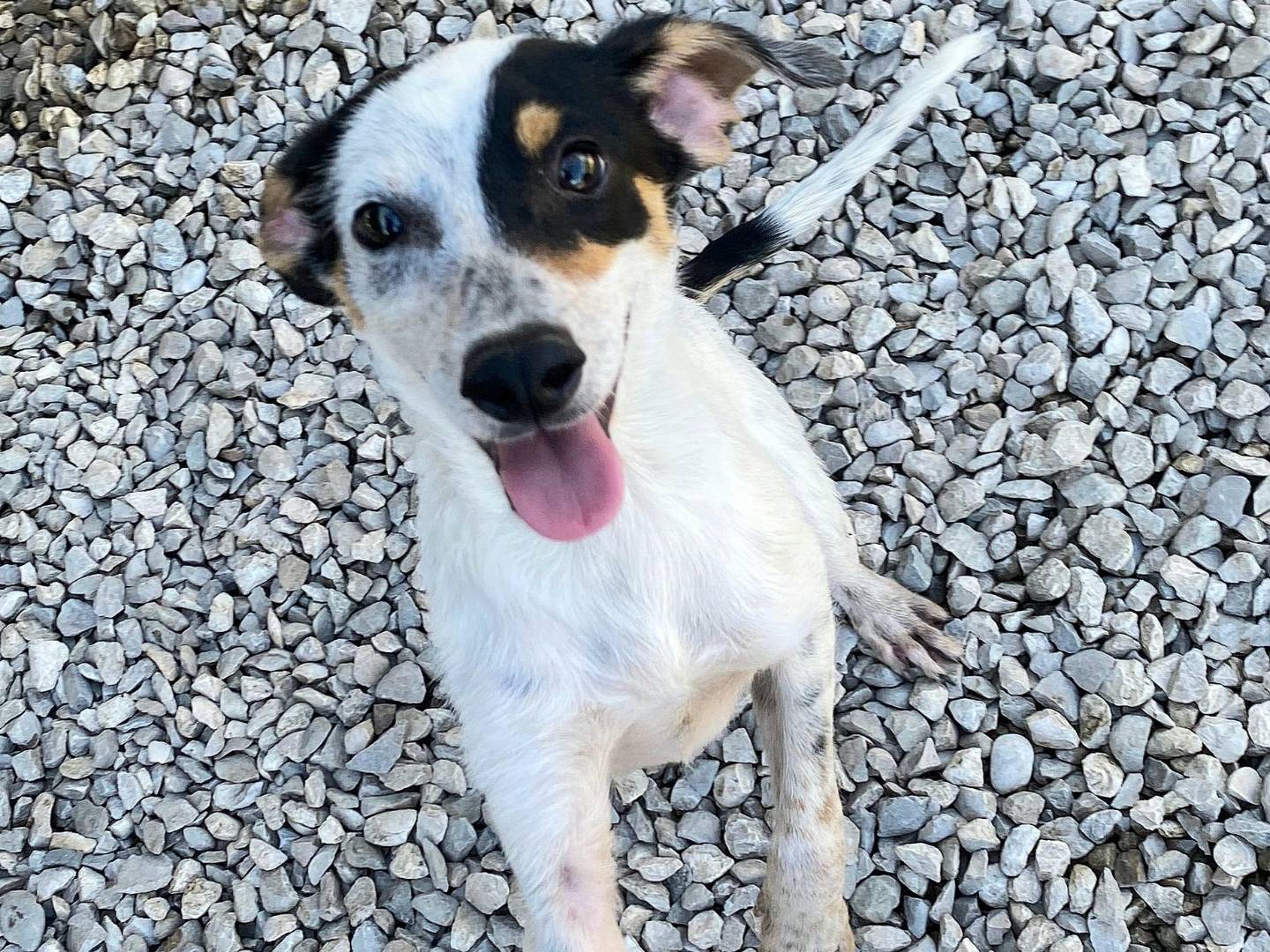 Vuoi adottare un cane a Teramo?