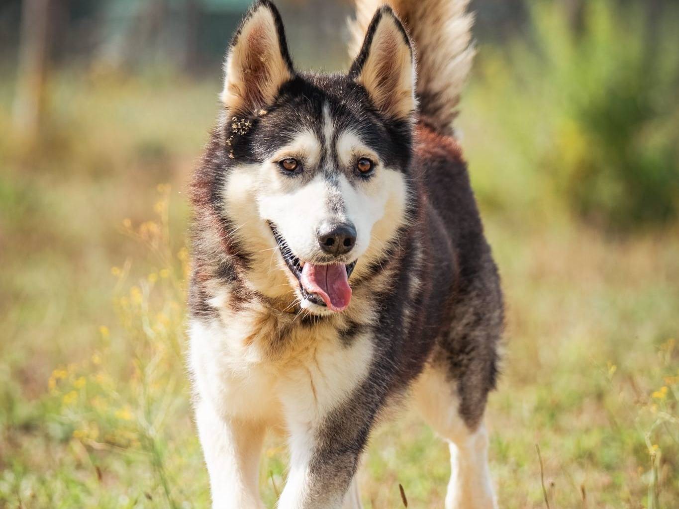 Adozione cane, maschio, Siberian Husky Razza sconosciuta, 8 anni e 8 mesi, taglia grande, Pisa