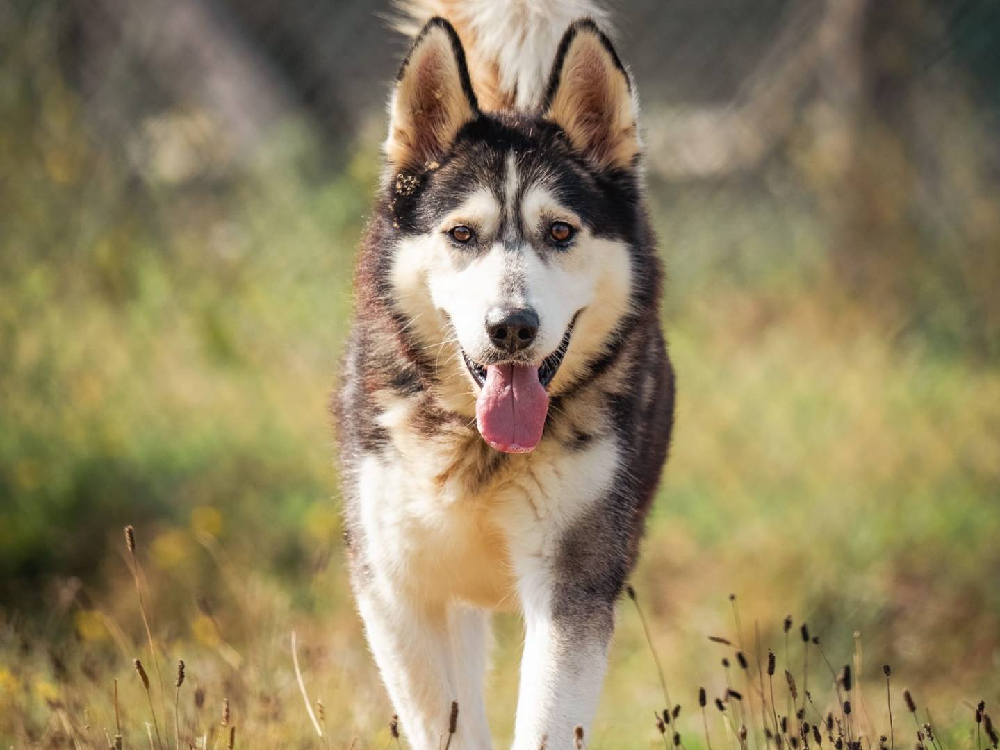 Adotta un cane, maschio, 8 anni e 8 mesi, Pisa