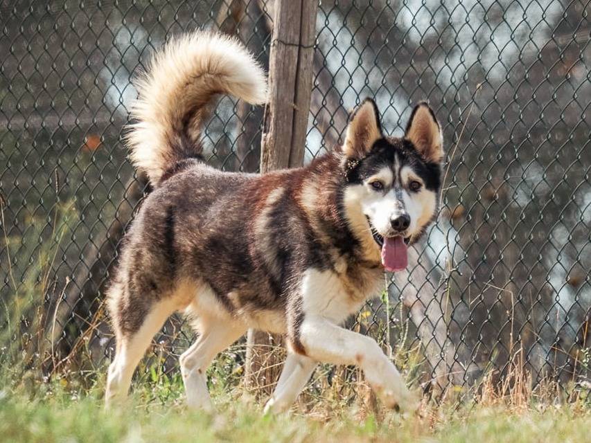 Adotta un cane, taglia grande, maschio, Pisa
