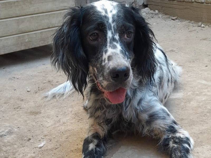 Adozione cane, femmina, Setter Inglese Razza sconosciuta, 2 anni e 8 mesi, taglia media, Varese