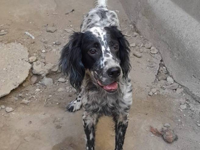 Adotta un cane, femmina, 2 anni e 8 mesi, Varese