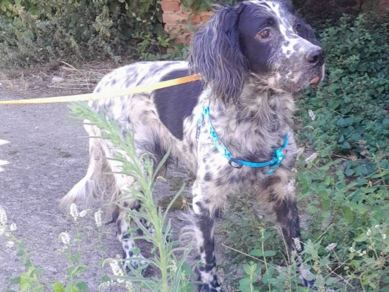 Adotta un cane, taglia media, femmina, Varese