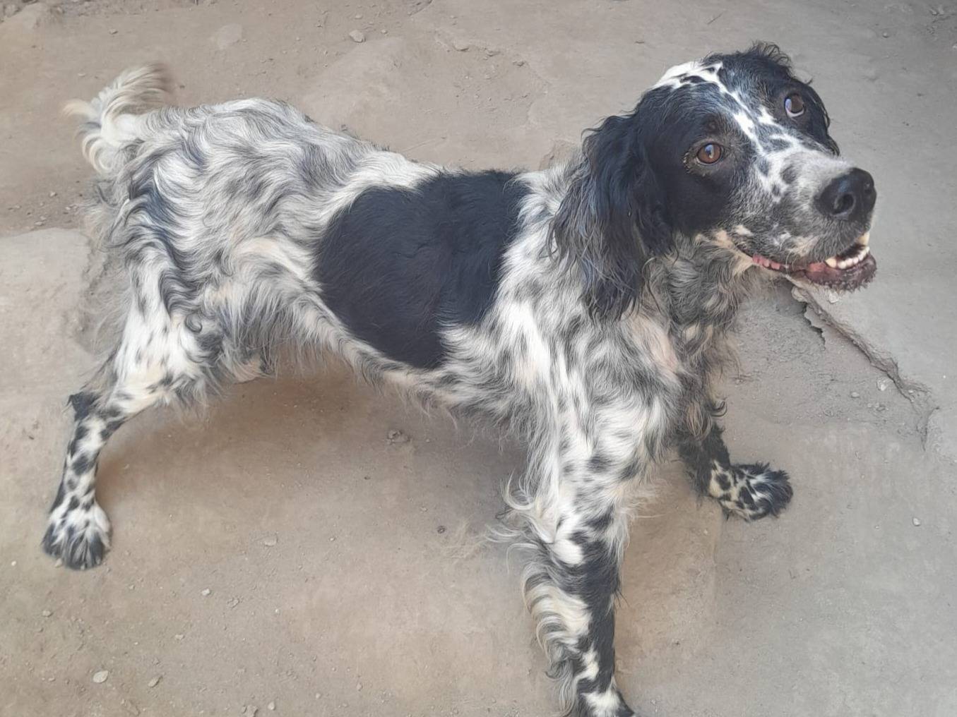Vuoi adottare un cane a Varese?