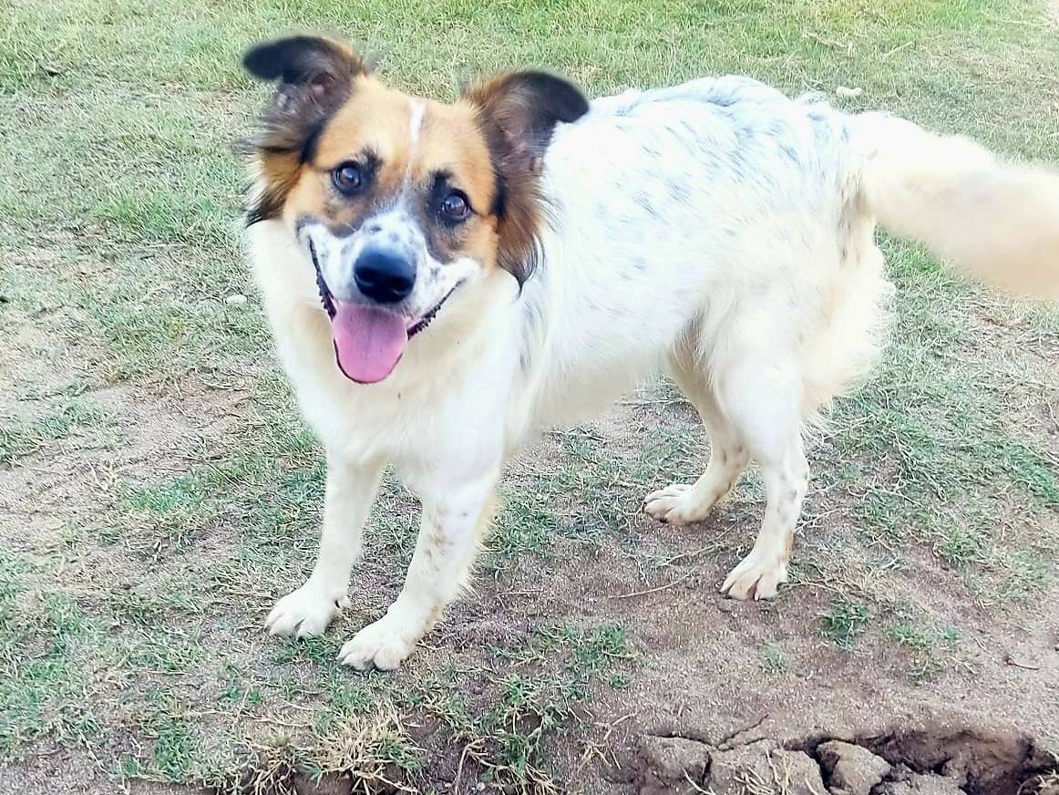 Adozione cane, maschio, Razza sconosciuta Razza sconosciuta, 10 mesi, taglia media contenuta, Milano