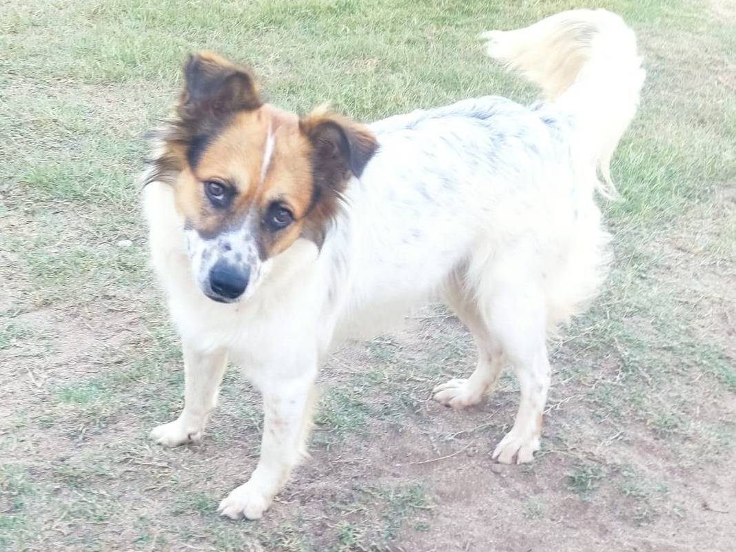 Adotta un cane, maschio, 10 mesi, Milano