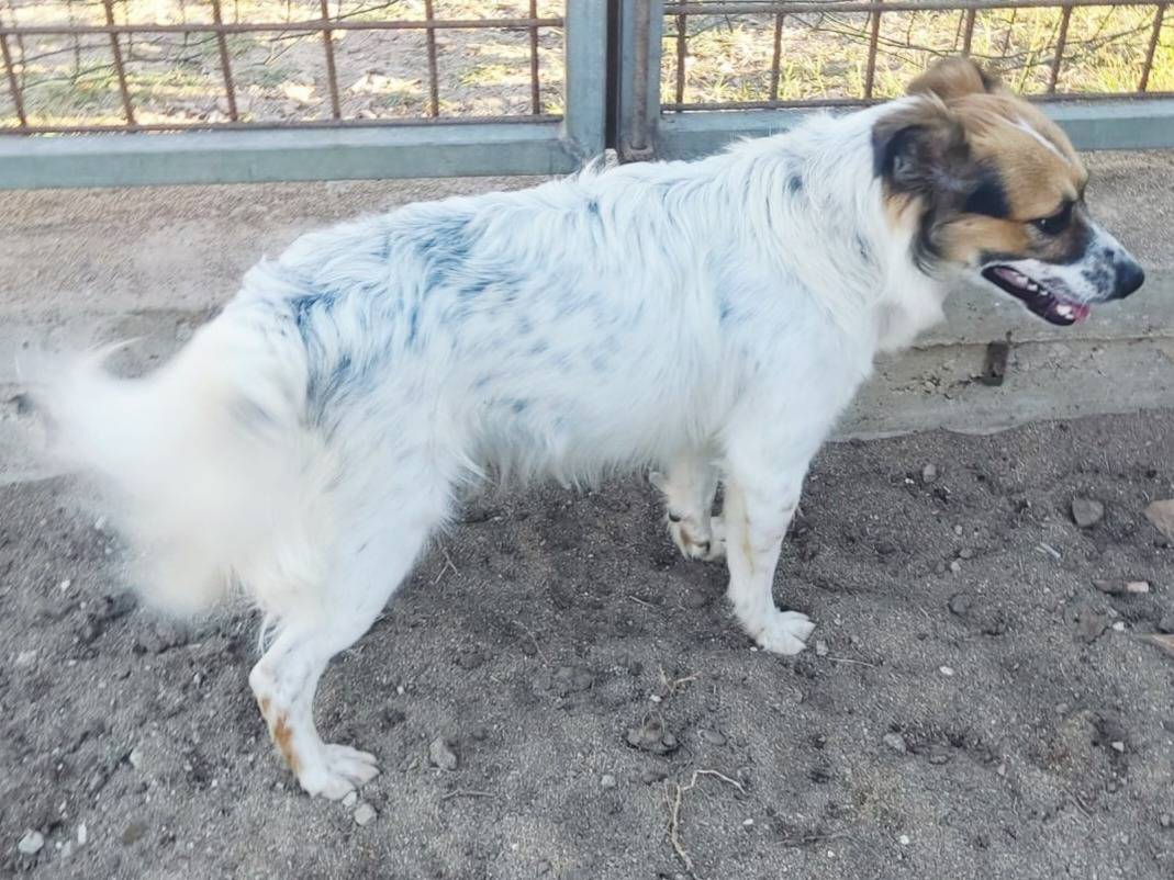 Adotta un cane, taglia media contenuta, maschio, Milano