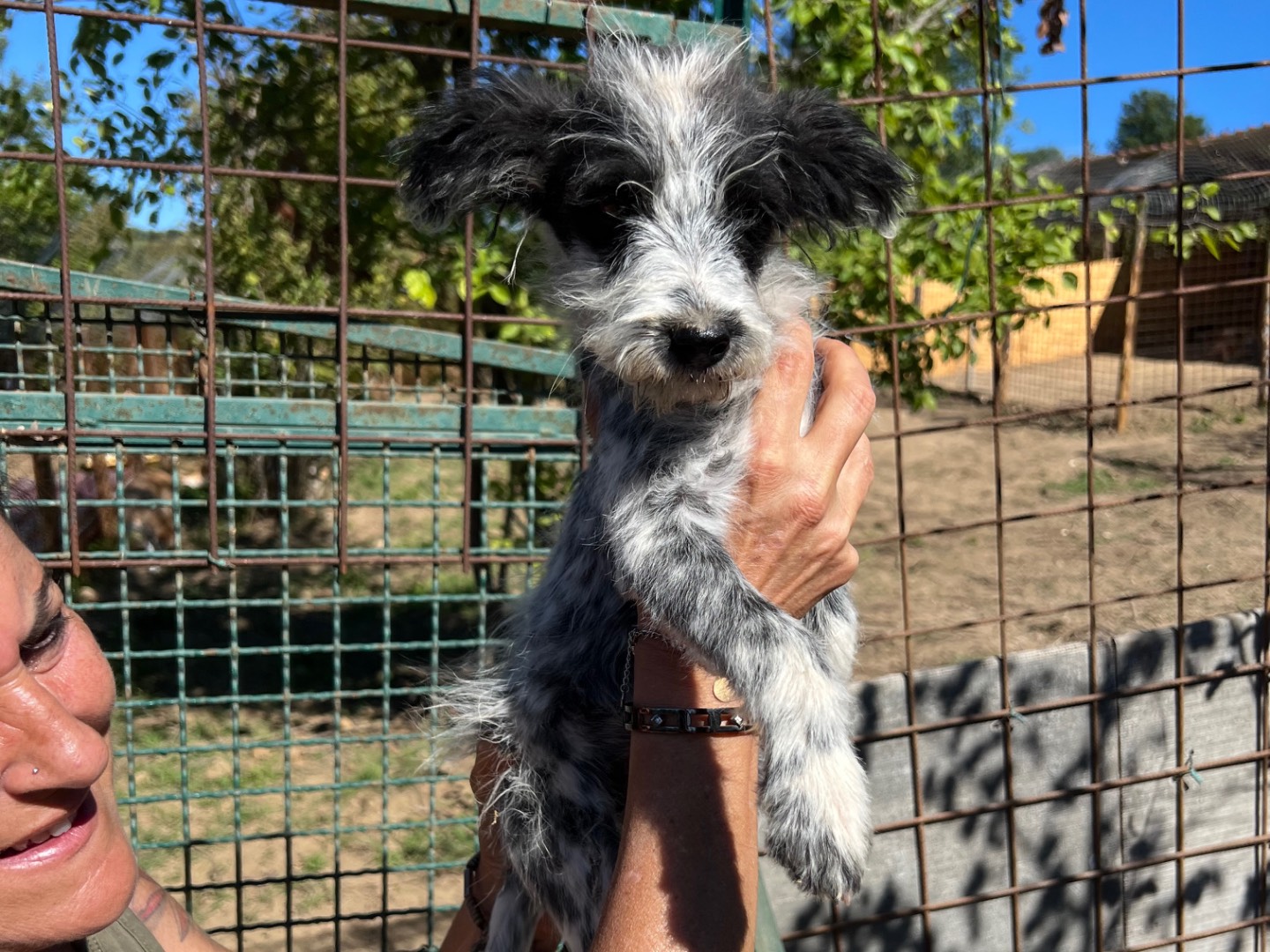 Vuoi adottare un cane a Roma?