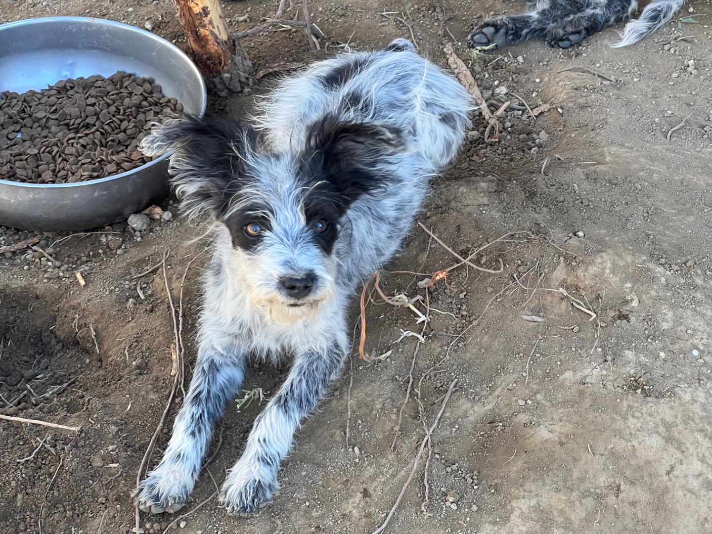 Adotta il cane Puffetta a Roma