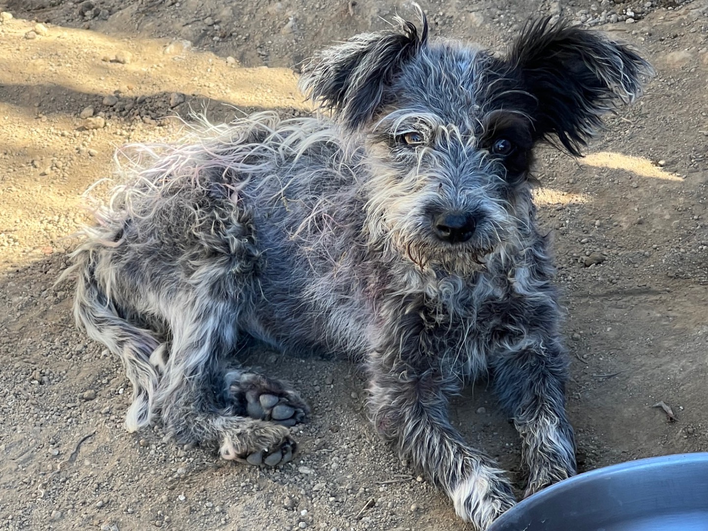 Adotta un cane, femmina, 3 mesi, Roma