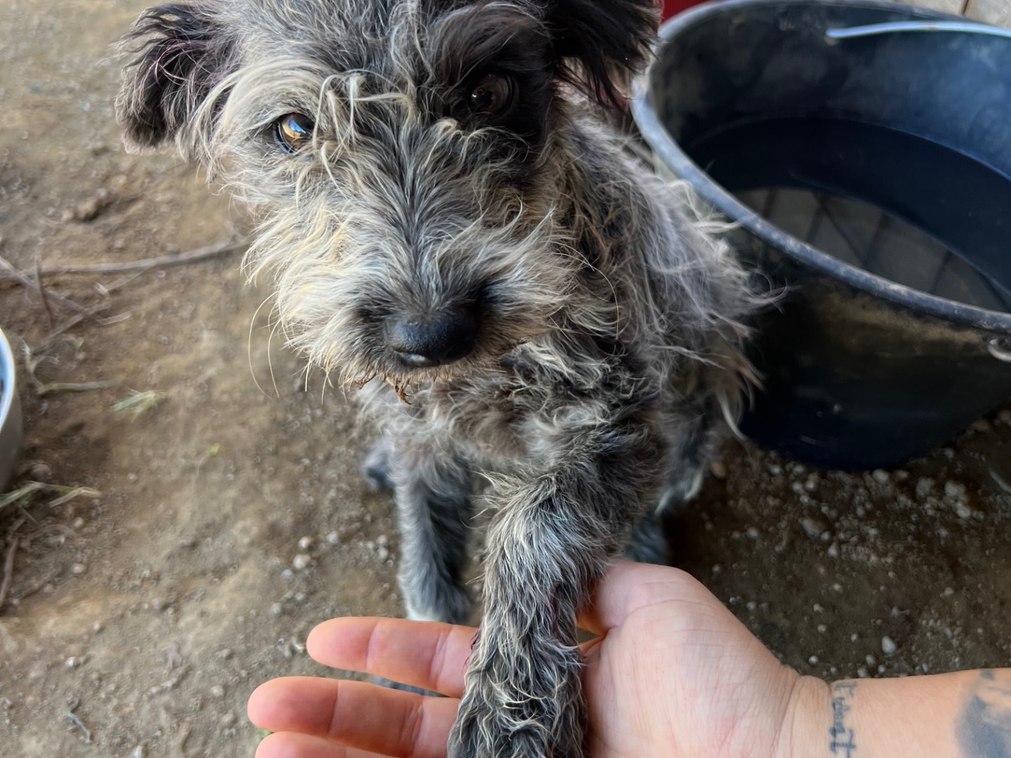 Adotta un cane, taglia media contenuta, femmina, Roma