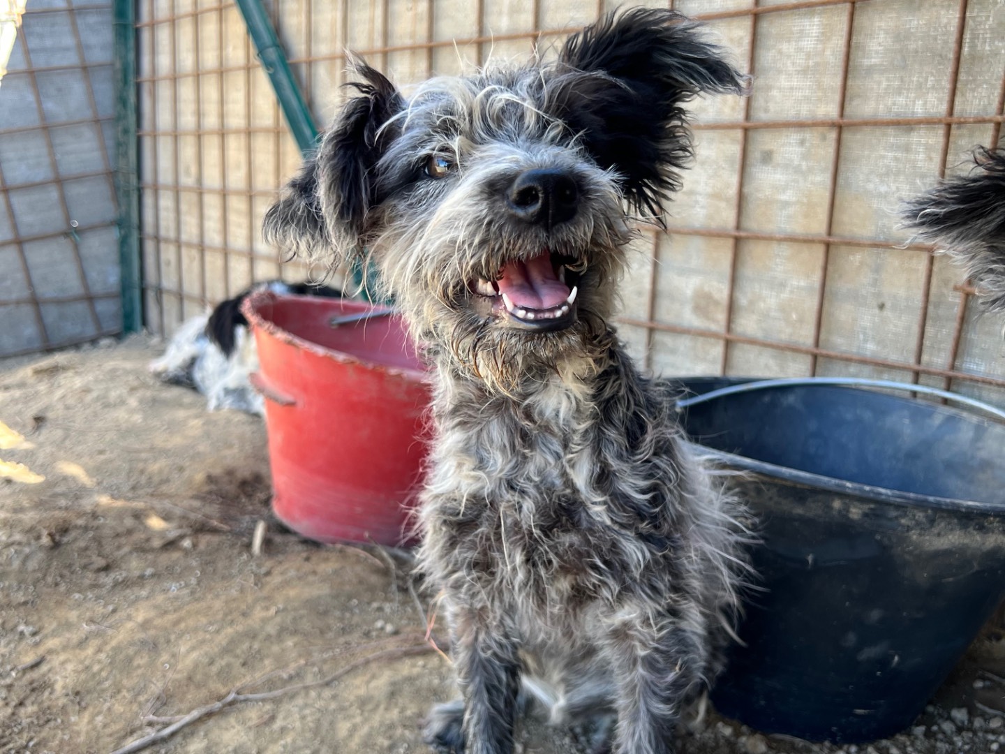 Vuoi adottare un cane a Roma?