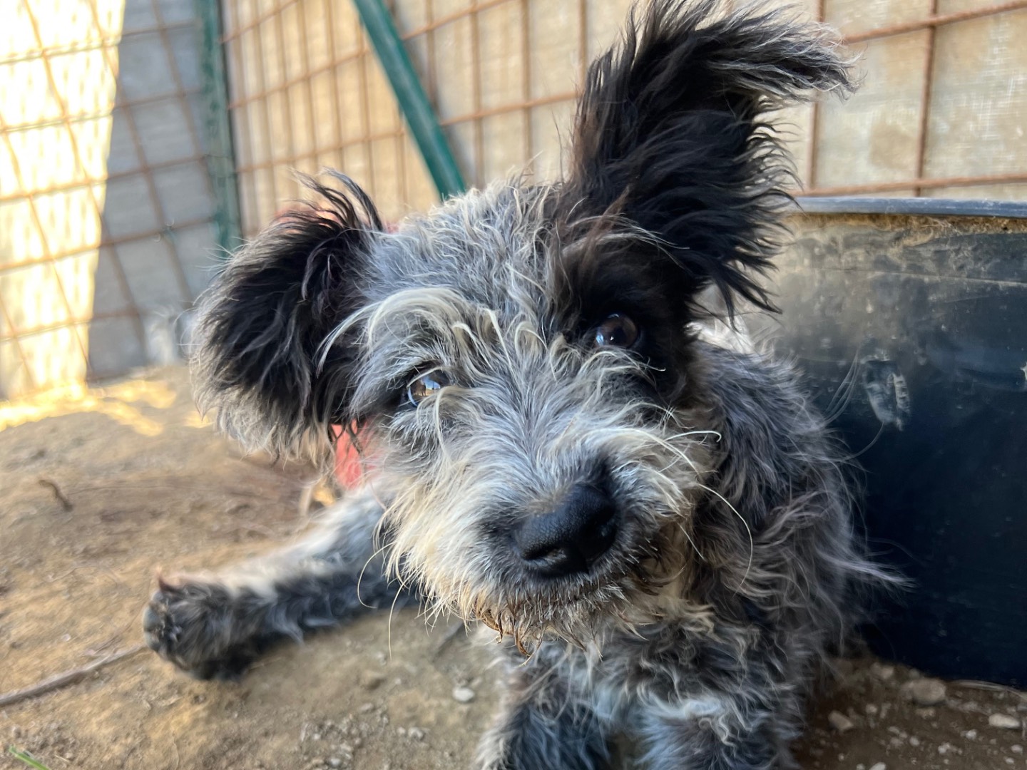 Adotta il cane Lolita a Roma