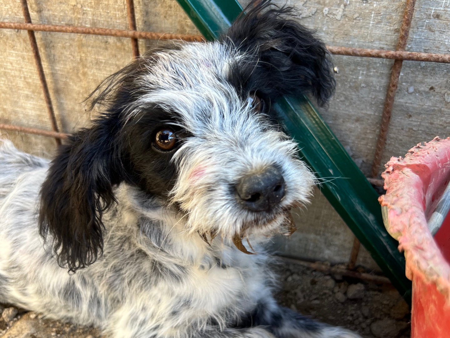 Adozione cane, femmina, Yorkshire Terrier Razza sconosciuta, 3 mesi, taglia media contenuta, Roma