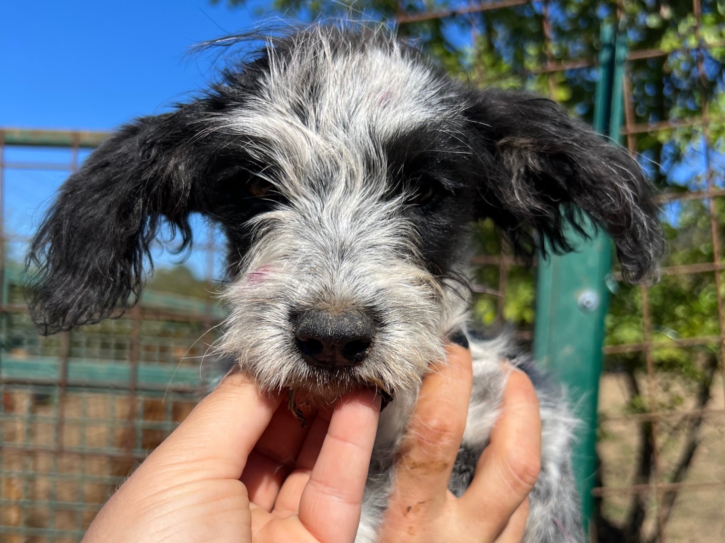 Adotta un cane, femmina, 3 mesi, Roma