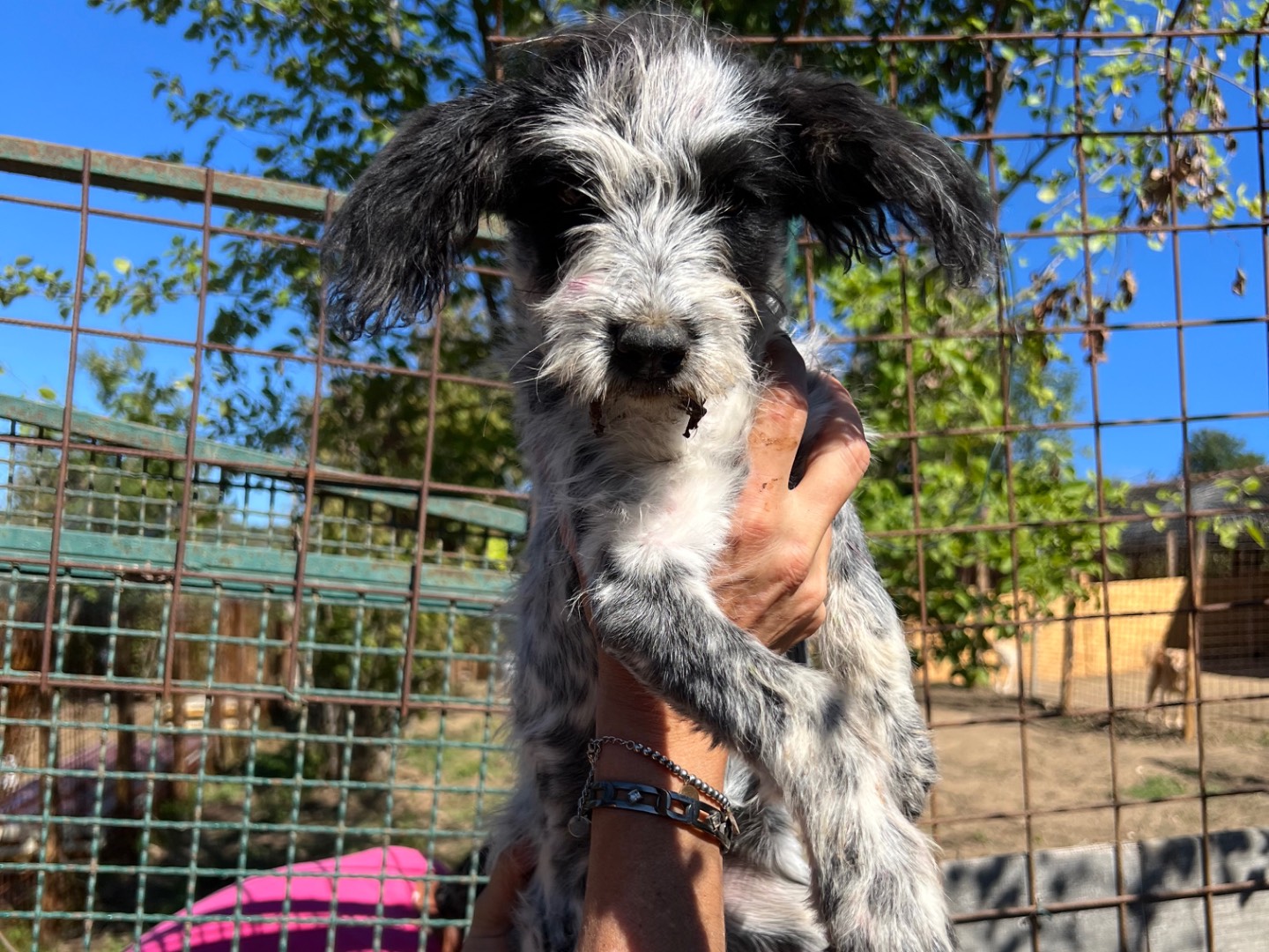 Adotta un cane, taglia media contenuta, femmina, Roma