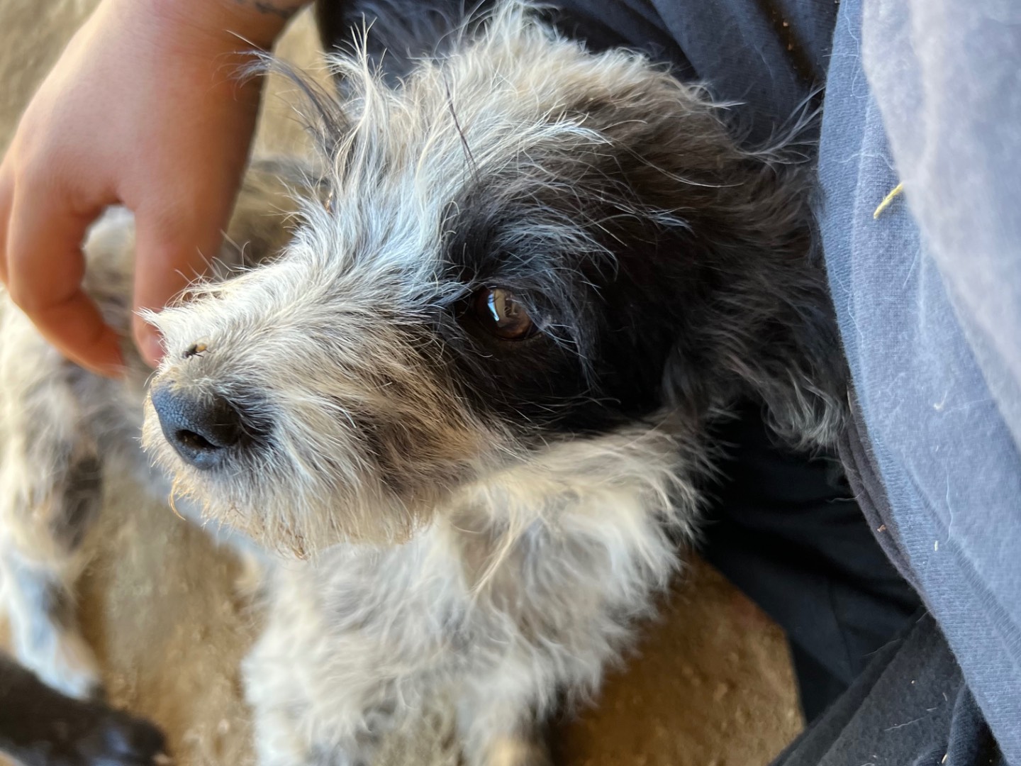 Vuoi adottare un cane a Roma?